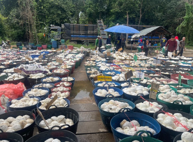 ธุรกิจการวบรวมยางพารากลุ่มเกษตรกรชาวสวนยางอำเภอหัวตะพาน พารามิเตอร์รูปภาพ 3