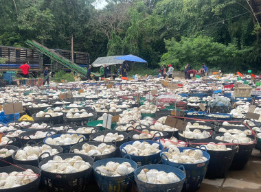 ธุรกิจการวบรวมยางพารากลุ่มเกษตรกรชาวสวนยางอำเภอหัวตะพาน พารามิเตอร์รูปภาพ 7