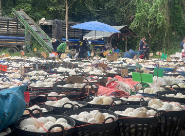 ธุรกิจการวบรวมยางพารากลุ่มเกษตรกรชาวสวนยางอำเภอหัวตะพาน พารามิเตอร์รูปภาพ 10