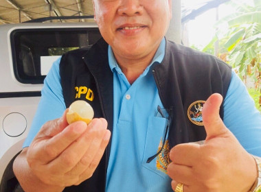 ร่วมกระจายลำไยคุณภาพภาคเหนือ ครั้งที่ 2 พารามิเตอร์รูปภาพ 7