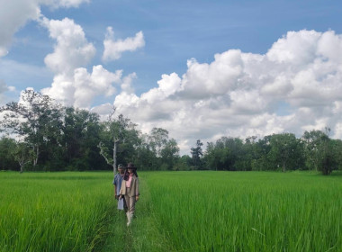 ออกสำรวจวงรอบ - รายแปลง ในพื้นที่นิคมสหกรณ์พนา พารามิเตอร์รูปภาพ 6