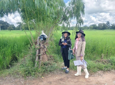 ออกสำรวจวงรอบ - รายแปลง ในพื้นที่นิคมสหกรณ์พนา พารามิเตอร์รูปภาพ 7