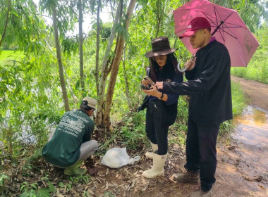 ออกสำรวจวงรอบ - รายแปลง ในพื้นที่นิคมสหกรณ์พนา พารามิเตอร์รูปภาพ 2