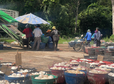 แนะนำส่งเสริมธุรกิจการรวบรวมยางพารา ... พารามิเตอร์รูปภาพ 3