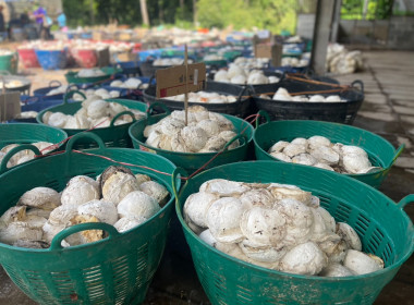 แนะนำส่งเสริมธุรกิจการรวบรวมยางพารา ... พารามิเตอร์รูปภาพ 6