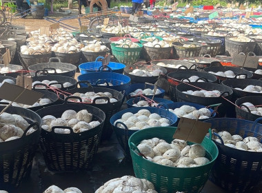 แนะนำส่งเสริมธุรกิจการรวบรวมยางพารา ... พารามิเตอร์รูปภาพ 7