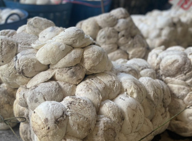 แนะนำส่งเสริมธุรกิจการรวบรวมยางพารา ... พารามิเตอร์รูปภาพ 8