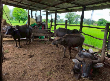 ร่วมตรวจเกษตรกรที่ได้รับกระบือพระราชทาน ... พารามิเตอร์รูปภาพ 6