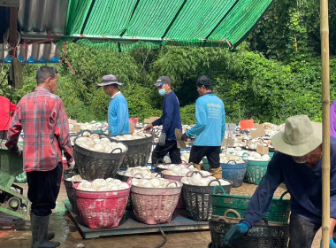ธุรกิจการรวบรวมยางพารา“ก้อนถ้วย”กลุ่มเกษตรกรชาวสวนยางอำเภอหัวตะพาน ... พารามิเตอร์รูปภาพ 6