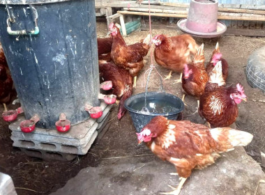 ติดตามการเข้าร่วมโครงการประจำปีงบประมาณ พ.ศ. ๒๕๖๙ ... พารามิเตอร์รูปภาพ 5