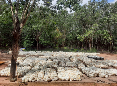 ติดตามการดำเนินธุรกิจรวบรวมผลผลิต (ยางพาราก้อนถ้วย) ... พารามิเตอร์รูปภาพ 5