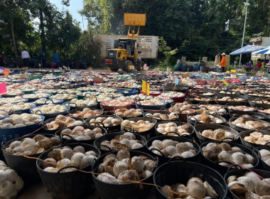 ธุรกิจรวบรวมยางพารา กลุ่มเกษตรกรชาวสวนยางอำเภอหัวตะพาน พารามิเตอร์รูปภาพ 2