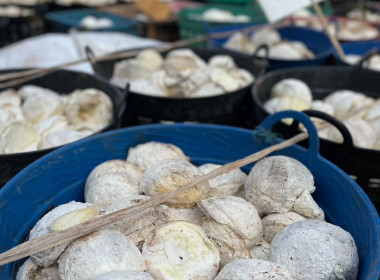 ธุรกิจรวบรวมยางพารา กลุ่มเกษตรกรชาวสวนยางอำเภอหัวตะพาน พารามิเตอร์รูปภาพ 4