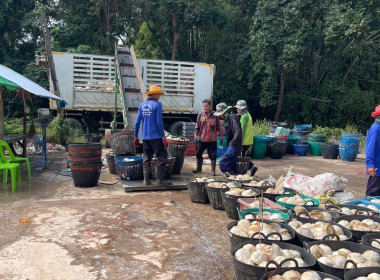 ธุรกิจรวบรวมยางพารา กลุ่มเกษตรกรชาวสวนยางอำเภอหัวตะพาน พารามิเตอร์รูปภาพ 5