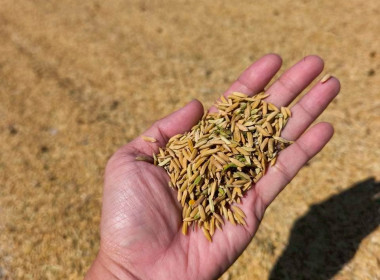 ติดตามโครงการรวบรวมข้าวเปลือก กลุ่มเกษตรกรทำนาเสนางคนิคม พารามิเตอร์รูปภาพ 4