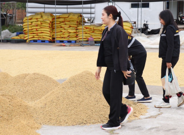 ตรวจเยี่ยมการรวบรวมข้าวเปลือก สหกรณ์การเกษตรนาดีอำนาจเจริญ ... พารามิเตอร์รูปภาพ 6