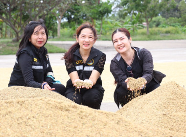 ตรวจเยี่ยมการรวบรวมข้าวเปลือก สหกรณ์การเกษตรนาดีอำนาจเจริญ ... พารามิเตอร์รูปภาพ 8
