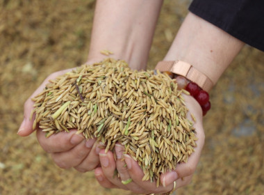 ตรวจเยี่ยมการรวบรวมข้าวเปลือก สหกรณ์การเกษตรนาดีอำนาจเจริญ ... พารามิเตอร์รูปภาพ 9