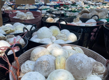 ธุรกิจรวบรวมยางพารา กลุ่มเกษตรกรชาวสวนยางอำเภอหัวตะพาน พารามิเตอร์รูปภาพ 3