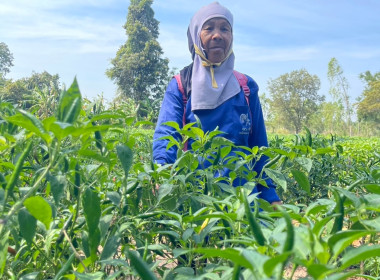 โครงการส่งเสริมอาชีพสมาชิกสหกรณ์ สหกรณ์การเกษตรบ้านนาคู ... พารามิเตอร์รูปภาพ 6