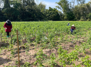 โครงการส่งเสริมอาชีพสมาชิกสหกรณ์ สหกรณ์การเกษตรบ้านนาคู ... พารามิเตอร์รูปภาพ 7