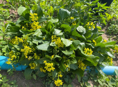 โครงการส่งเสริมอาชีพสมาชิกสหกรณ์ สหกรณ์การเกษตรบ้านนาคู ... พารามิเตอร์รูปภาพ 9