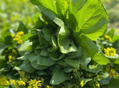 โครงการส่งเสริมอาชีพสมาชิกสหกรณ์ สหกรณ์การเกษตรบ้านนาคู ... พารามิเตอร์รูปภาพ 10