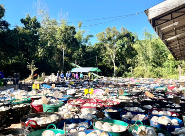 ธุรกิจรวบรวมยางพารา กลุ่มเกษตรกรชาวสวนยางอำเภอหัวตะพาน พารามิเตอร์รูปภาพ 3