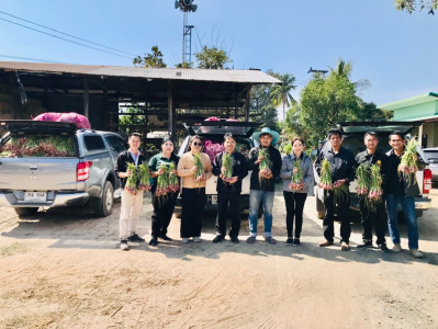 กระจายผลผลิตหอมแดงสด พารามิเตอร์รูปภาพ 1