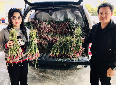 กระจายผลผลิตหอมแดงสด พารามิเตอร์รูปภาพ 4