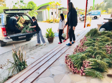 กระจายผลผลิตหอมแดงสด พารามิเตอร์รูปภาพ 5