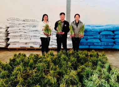 กระจายผลผลิตหอมแดงสด พารามิเตอร์รูปภาพ 7