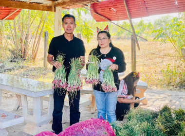 กระจายผลผลิตหอมแดงสด พารามิเตอร์รูปภาพ 8