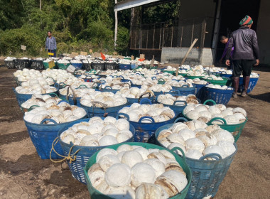 ธุรกิจรวบรวมยางพารา กลุ่มเกษตรกรชาวสวนยางอำเภอหัวตะพาน พารามิเตอร์รูปภาพ 4