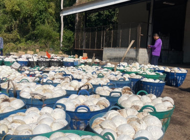 ธุรกิจรวบรวมยางพารา กลุ่มเกษตรกรชาวสวนยางอำเภอหัวตะพาน พารามิเตอร์รูปภาพ 7