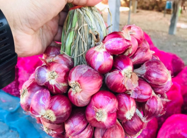 กระจายผลผลิตหอมแดง (มัดจุก) พารามิเตอร์รูปภาพ 3