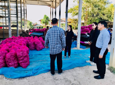 กระจายผลผลิตหอมแดง (มัดจุก) พารามิเตอร์รูปภาพ 4