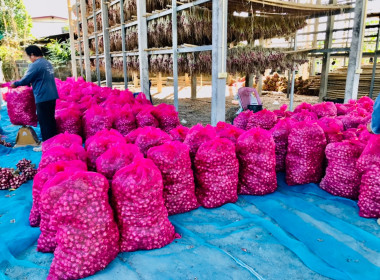 กระจายผลผลิตหอมแดง (มัดจุก) พารามิเตอร์รูปภาพ 5