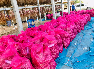 กระจายผลผลิตหอมแดง (มัดจุก) พารามิเตอร์รูปภาพ 6