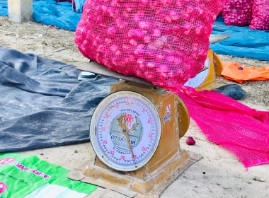 กระจายผลผลิตหอมแดง (มัดจุก) พารามิเตอร์รูปภาพ 7