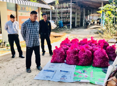 กระจายผลผลิตหอมแดง (มัดจุก) พารามิเตอร์รูปภาพ 8