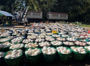 ธุรกิจรวบรวมยางพารากลุ่มเกษตรกรชาวสวนยางอำเภอหัวตะพาน พารามิเตอร์รูปภาพ 4