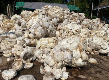 ธุรกิจการรวบรวมยางพารากลุ่มเกษตรกรชาวสวนยางอำเภอหัวตะพาน พารามิเตอร์รูปภาพ 3