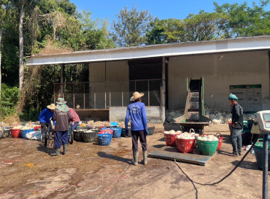 ธุรกิจการรวบรวมยางพารากลุ่มเกษตรกรชาวสวนยางอำเภอหัวตะพาน พารามิเตอร์รูปภาพ 5