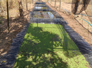 ติดตามผลการดำเนินงานของสหกรณ์การเกษตรนาดีอำนาจเจริญ จำกัด พารามิเตอร์รูปภาพ 4