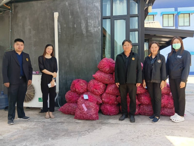 กระจายผลผลิตหอมแดง (มัดจุก) พารามิเตอร์รูปภาพ 1