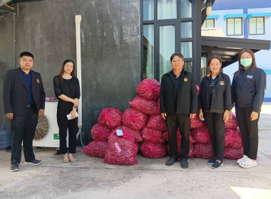 กระจายผลผลิตหอมแดง (มัดจุก) พารามิเตอร์รูปภาพ 1