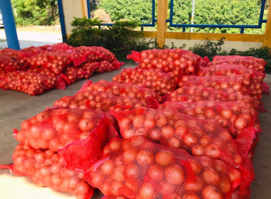 กระจายผลผลิต “หอมหัวใหญ่” จังหวัดเชียงใหม่ พารามิเตอร์รูปภาพ 7