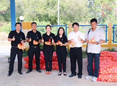 กระจายผลผลิต “หอมหัวใหญ่” จังหวัดเชียงใหม่ พารามิเตอร์รูปภาพ 3