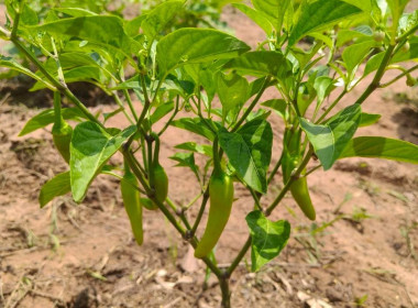 ติดตามผลการดำเนินของสหกรณ์การเกษตรนาดี อำนาจเจริญ จำกัด พารามิเตอร์รูปภาพ 9